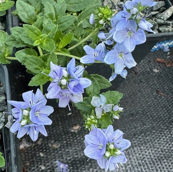 Veronica prostrata 'Spode Blue' 